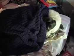 Found/Stray Female Dog last seen Now at the Dove Lewis hosp , Portland, OR 97209