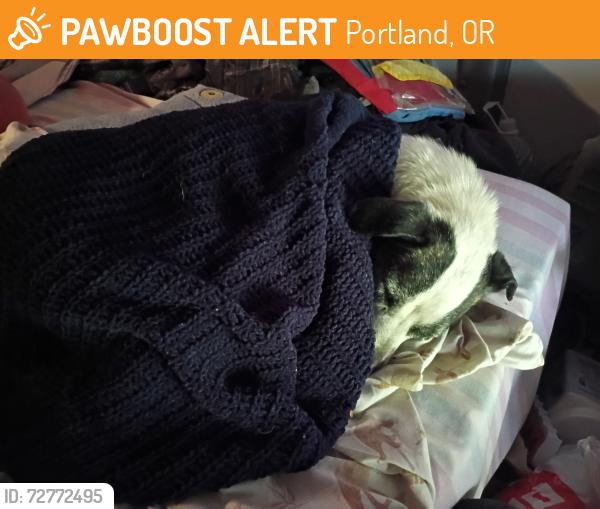 Found/Stray Female Dog last seen Now at the Dove Lewis hosp , Portland, OR 97209