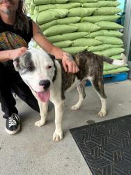 Found/Stray Female Dog last seen The Turnip Truck Market , Nashville, TN 37206