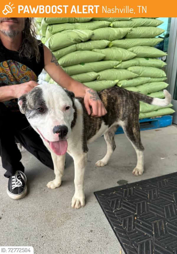 Found/Stray Female Dog last seen The Turnip Truck Market , Nashville, TN 37206