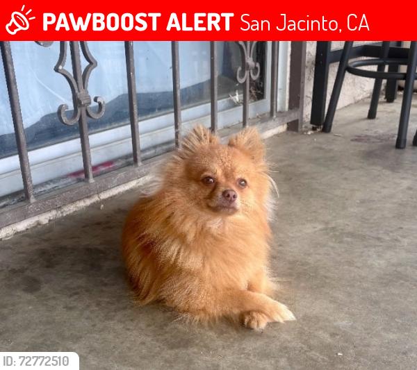 Lost Male Dog last seen 7th, San Jacinto, CA 92583