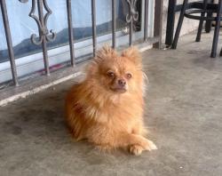 Lost Male Dog last seen 7th, San Jacinto, CA 92583