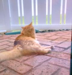 Lost Female Cat last seen privite, Bel Air South, MD 21009