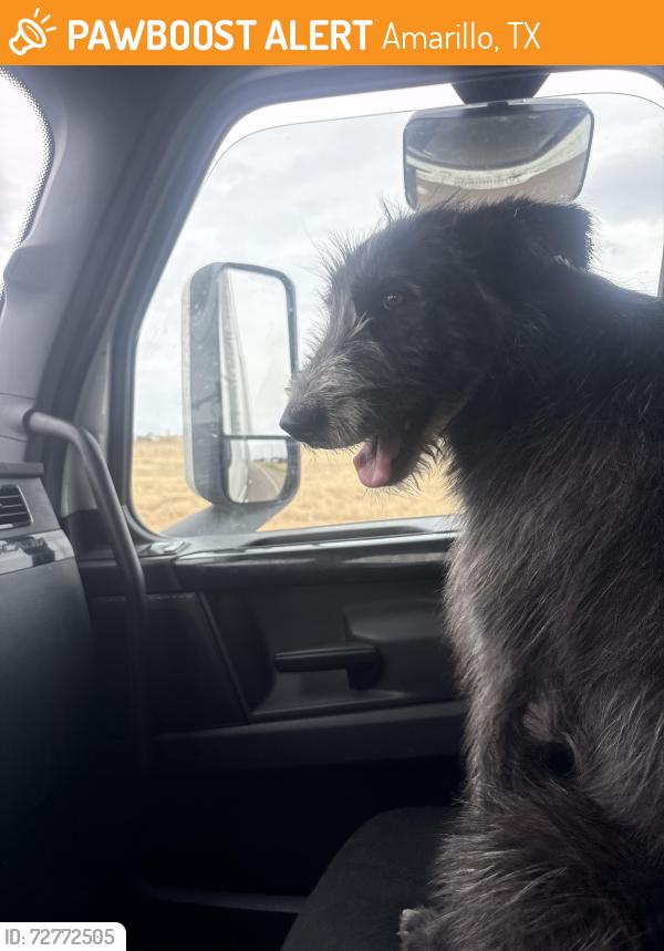 Found/Stray Female Dog last seen PETRO TRUCK STOP, AMARILLO, TX 79101, Amarillo, TX 79118