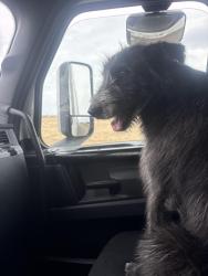 Found/Stray Female Dog last seen PETRO TRUCK STOP, AMARILLO, TX 79101, Amarillo, TX 79118