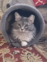 Lost Female Cat last seen Linden St, Gloucester City, NJ 08030