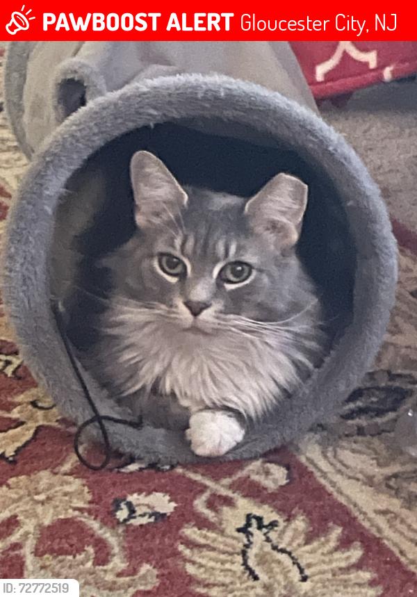 Lost Female Cat last seen Linden St, Gloucester City, NJ 08030