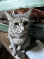 Lost Female Cat last seen McDonald’s on highland dr, Gresham, OR 97030