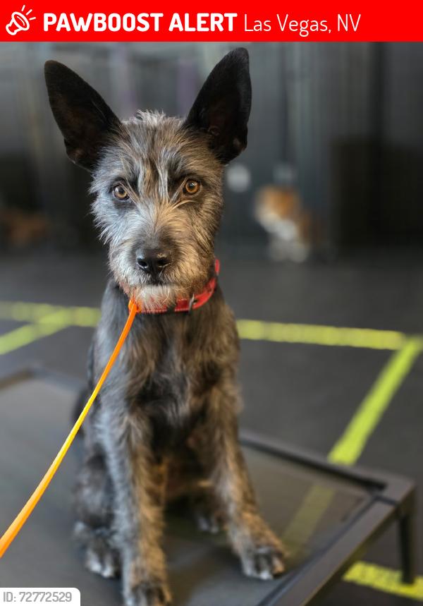 Lost Male Dog last seen Beach port dr, Las Vegas, NV 89117