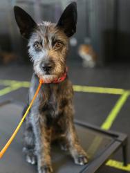 Lost Male Dog last seen Beach port dr, Las Vegas, NV 89117