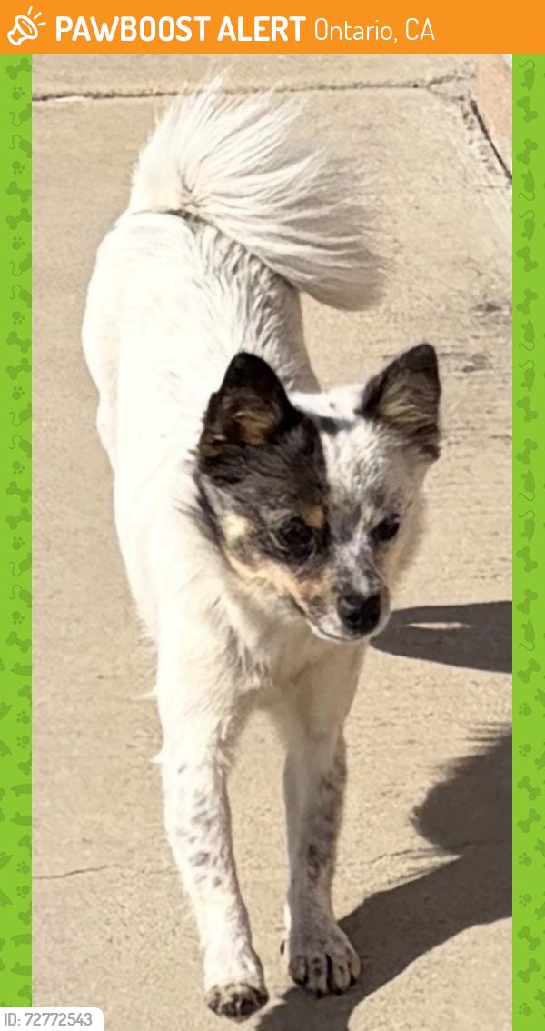 Found/Stray Unknown Dog last seen Campus ave and G st, Ontario, CA 91761