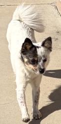 Found/Stray Unknown Dog last seen Campus ave and G st, Ontario, CA 91761