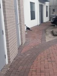 Found/Stray Unknown Cat last seen Fitzhugh and 75, Dallas, TX 75204