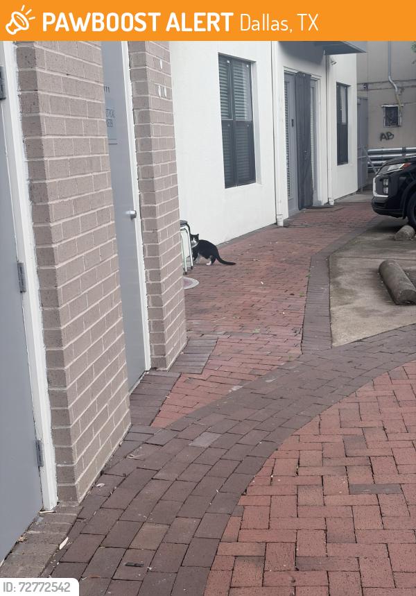 Found/Stray Unknown Cat last seen Fitzhugh and 75, Dallas, TX 75204