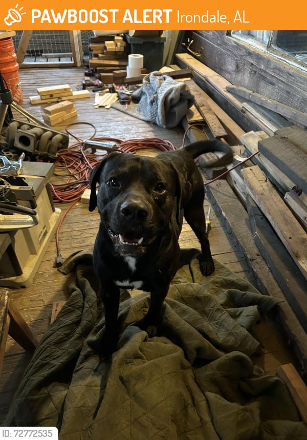 Found/Stray Male Dog last seen Irondale Community School, Irondale, AL 35210