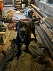 Found/Stray Male Dog last seen Irondale Community School, Irondale, AL 35210