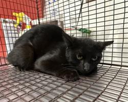 Shelter Stray Female Cat last seen PICTON X LAWTON, San Bernardino, CA 92401