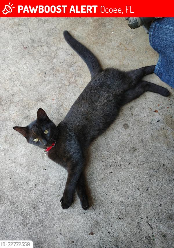 Lost Male Cat last seen Family dollar, Ocoee, FL 34761