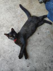 Lost Male Cat last seen Family dollar, Ocoee, FL 34761