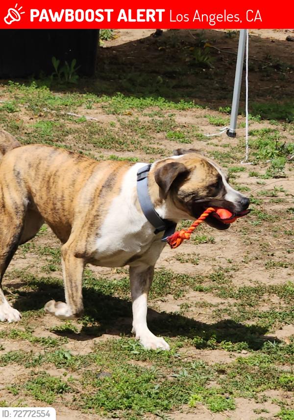 Lost Female Dog last seen Alondra and Figueroa , Los Angeles, CA 90248