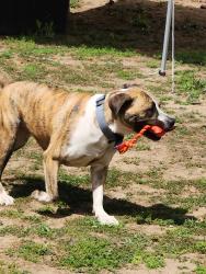Lost Female Dog last seen Alondra and Figueroa , Los Angeles, CA 90248
