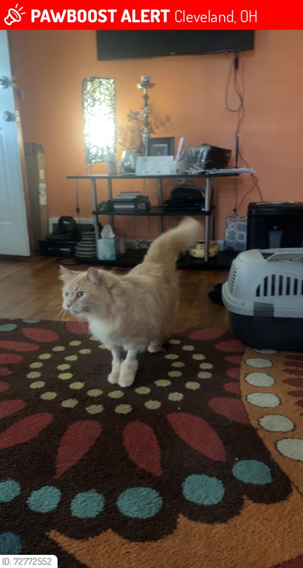 Lost Male Cat last seen Near Invermere by driveway , Cleveland, OH 44122