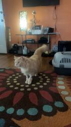 Lost Male Cat last seen Near Invermere by driveway , Cleveland, OH 44122