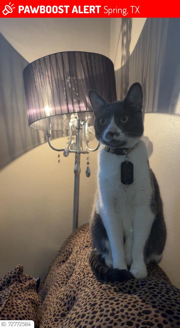Lost Male Cat last seen Near Countryhills Ct Spring, TX  77388 United States, Spring, TX 77388