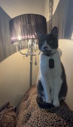 Lost Male Cat last seen Near Countryhills Ct Spring, TX  77388 United States, Spring, TX 77388