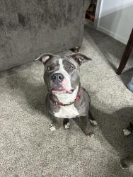 Found/Stray Female Dog last seen Dog park in Reserve at Lake Pointe, St. Petersburg, FL 33712