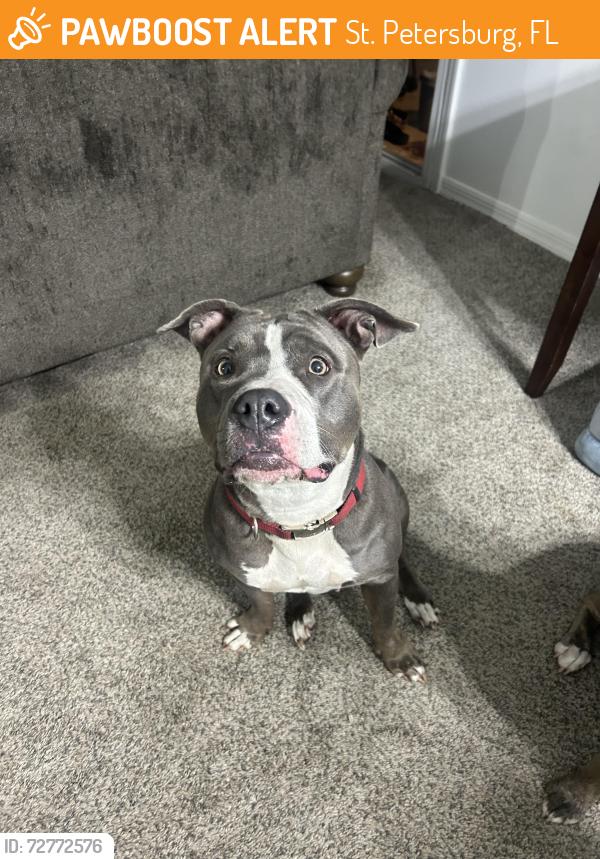Found/Stray Female Dog last seen Dog park in Reserve at Lake Pointe, St. Petersburg, FL 33712