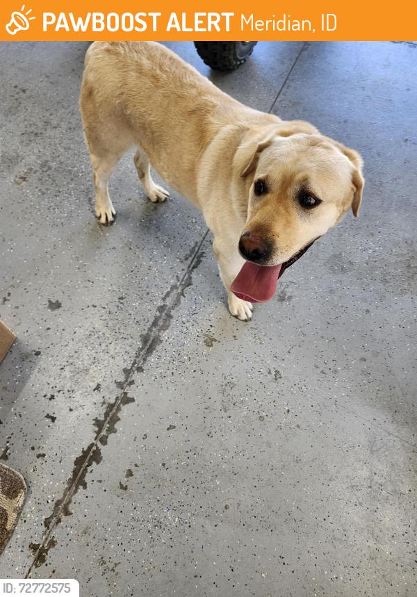 Found/Stray Male Dog last seen Usrick & Locust Grove, Meridian, ID 83646
