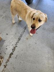 Found/Stray Male Dog last seen Usrick & Locust Grove, Meridian, ID 83646