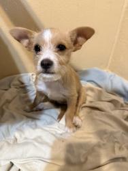Lost Female Dog last seen Silverado Cir S , Mission, TX 78572