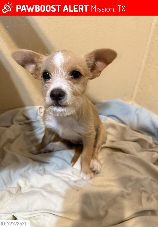 Lost Female Dog last seen Silverado Cir S , Mission, TX 78572