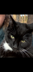 Lost Male Cat last seen Bivins, Durham, NC 27712