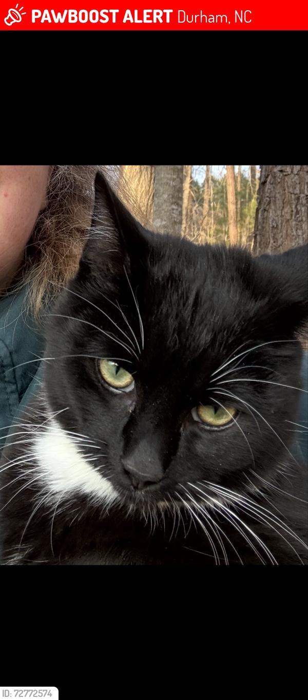 Lost Male Cat last seen Bivins, Durham, NC 27712
