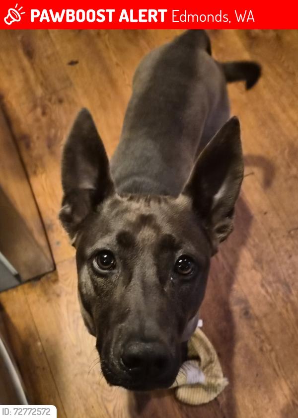 Lost Female Dog last seen Down the hill from the meadowdale playfields, Edmonds, WA 98026