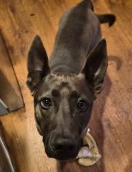 Lost Female Dog last seen Down the hill from the meadowdale playfields, Edmonds, WA 98026