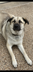 Lost Male Dog last seen Lake Arlington , Arlington, TX 76013