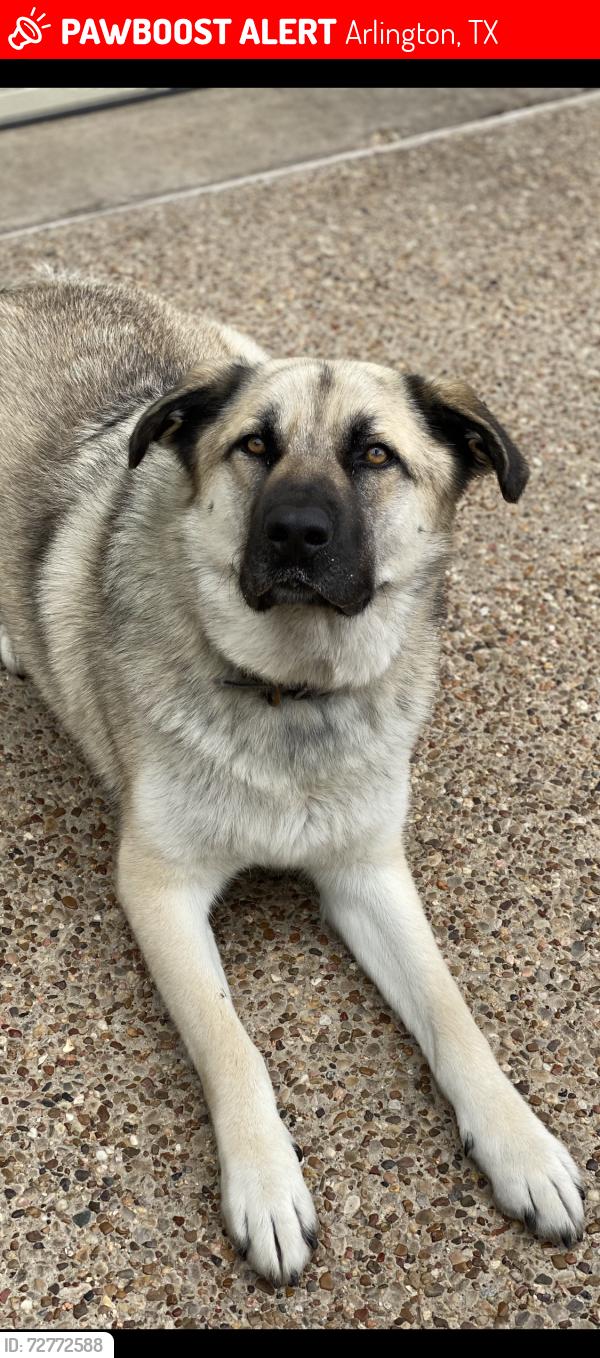 Lost Male Dog last seen Lake Arlington , Arlington, TX 76013