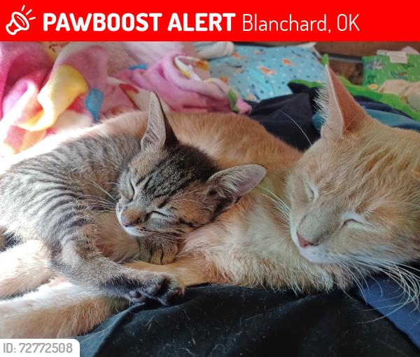 Lost Male Cat last seen Near Lions Court, Blanchard, OK 73010