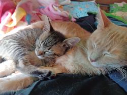 Lost Male Cat last seen Near Lions Court, Blanchard, OK 73010