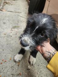 Found/Stray Male Dog last seen Hampark, Lynwood, CA 90262
