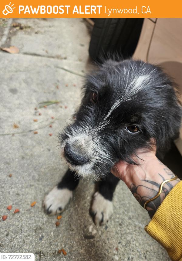 Found/Stray Male Dog last seen Hampark, Lynwood, CA 90262