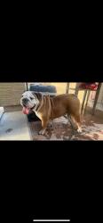 Lost Female Dog last seen 91st lower buckeye, Tolleson, AZ 85353