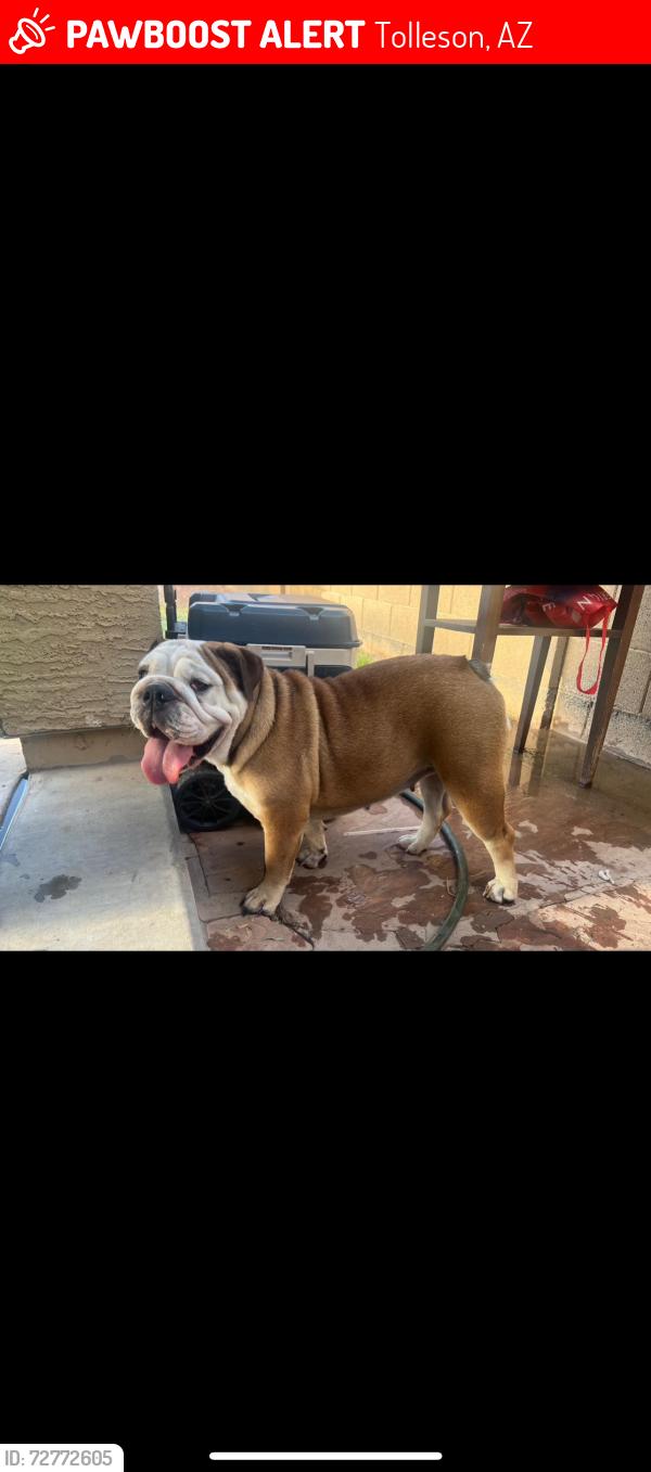 Lost Female Dog last seen 91st lower buckeye, Tolleson, AZ 85353