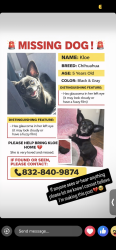 Lost Female Dog last seen Fox hollow , Spring, TX 77389