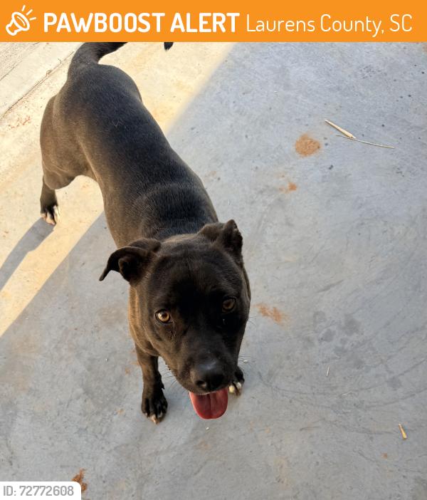 Found/Stray Unknown Dog last seen Hwy 49. Close to Laurens Academy , Laurens County, SC 29360