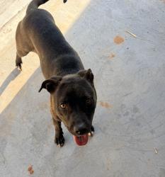 Found/Stray Unknown Dog last seen Hwy 49. Close to Laurens Academy , Laurens County, SC 29360